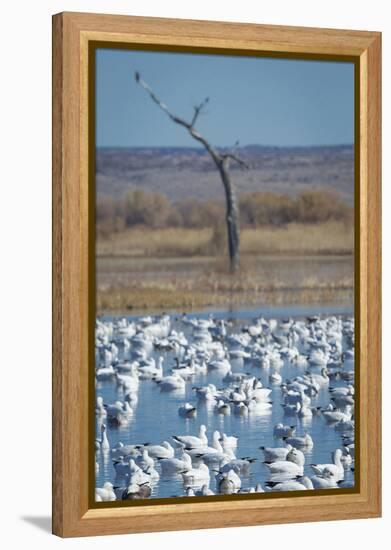 Ross's and Snow Geese in Staging Pond with Predator in the Snag, Bosque Del Apache Nwr, New Mexico-Maresa Pryor-Framed Premier Image Canvas