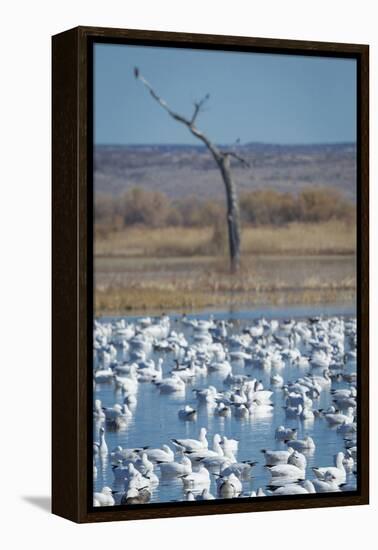 Ross's and Snow Geese in Staging Pond with Predator in the Snag, Bosque Del Apache Nwr, New Mexico-Maresa Pryor-Framed Premier Image Canvas
