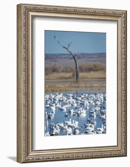 Ross's and Snow Geese in Staging Pond with Predator in the Snag, Bosque Del Apache Nwr, New Mexico-Maresa Pryor-Framed Photographic Print