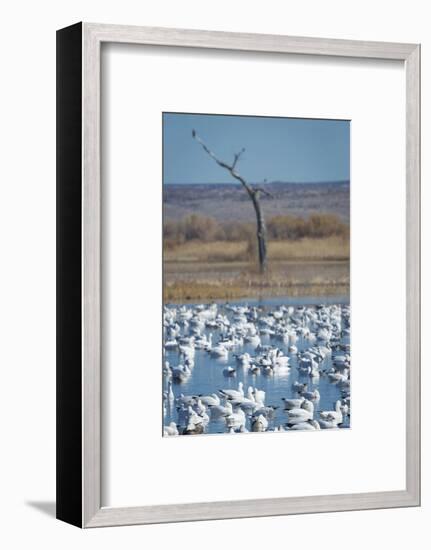 Ross's and Snow Geese in Staging Pond with Predator in the Snag, Bosque Del Apache Nwr, New Mexico-Maresa Pryor-Framed Photographic Print