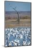 Ross's and Snow Geese in Staging Pond with Predator in the Snag, Bosque Del Apache Nwr, New Mexico-Maresa Pryor-Mounted Photographic Print