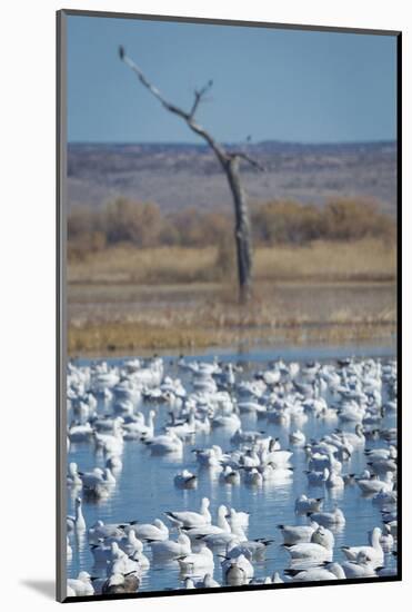 Ross's and Snow Geese in Staging Pond with Predator in the Snag, Bosque Del Apache Nwr, New Mexico-Maresa Pryor-Mounted Photographic Print