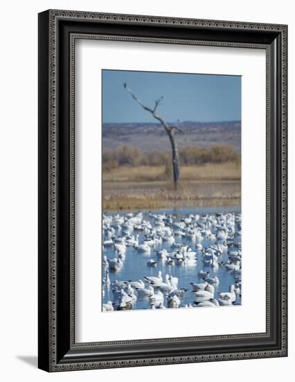 Ross's and Snow Geese in Staging Pond with Predator in the Snag, Bosque Del Apache Nwr, New Mexico-Maresa Pryor-Framed Photographic Print