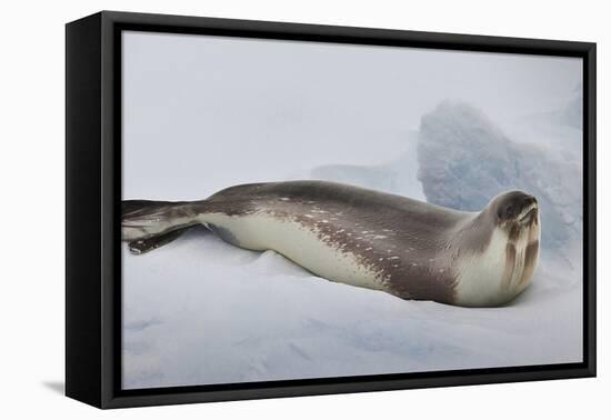 Ross Sea, Antarctica. Rare Ross Seal-Janet Muir-Framed Premier Image Canvas