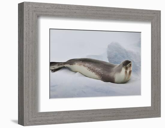 Ross Sea, Antarctica. Rare Ross Seal-Janet Muir-Framed Photographic Print