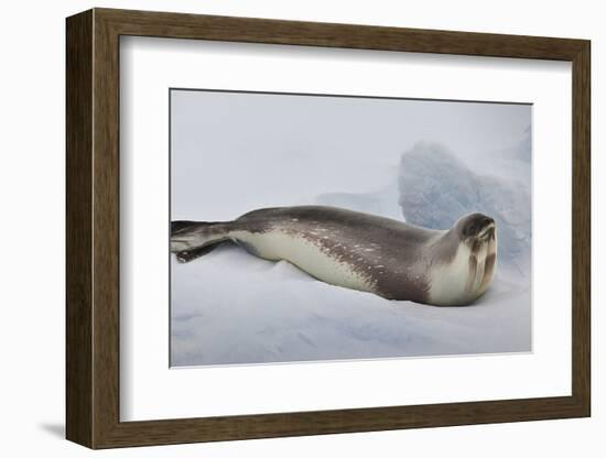 Ross Sea, Antarctica. Rare Ross Seal-Janet Muir-Framed Photographic Print