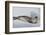 Ross Sea, Antarctica. Rare Ross Seal-Janet Muir-Framed Photographic Print