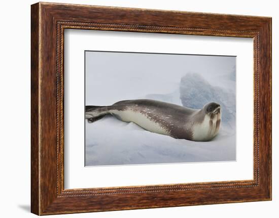 Ross Sea, Antarctica. Rare Ross Seal-Janet Muir-Framed Photographic Print