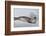 Ross Sea, Antarctica. Rare Ross Seal-Janet Muir-Framed Photographic Print