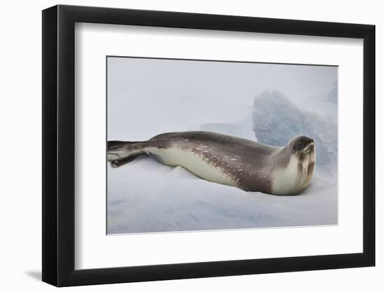 Ross Sea, Antarctica. Rare Ross Seal-Janet Muir-Framed Photographic Print