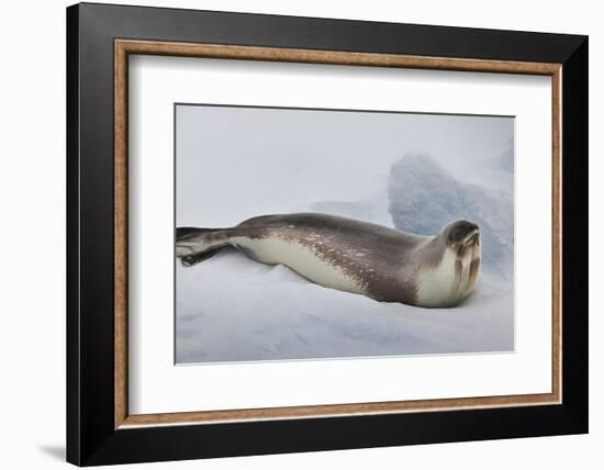 Ross Sea, Antarctica. Rare Ross Seal-Janet Muir-Framed Photographic Print