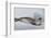 Ross Sea, Antarctica. Rare Ross Seal-Janet Muir-Framed Photographic Print