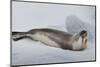 Ross Sea, Antarctica. Rare Ross Seal-Janet Muir-Mounted Photographic Print