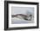 Ross Sea, Antarctica. Rare Ross Seal-Janet Muir-Framed Photographic Print