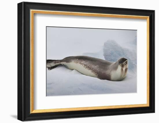 Ross Sea, Antarctica. Rare Ross Seal-Janet Muir-Framed Photographic Print