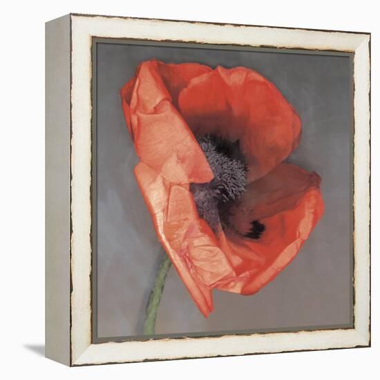 Rossa-Erin Clark-Framed Premier Image Canvas