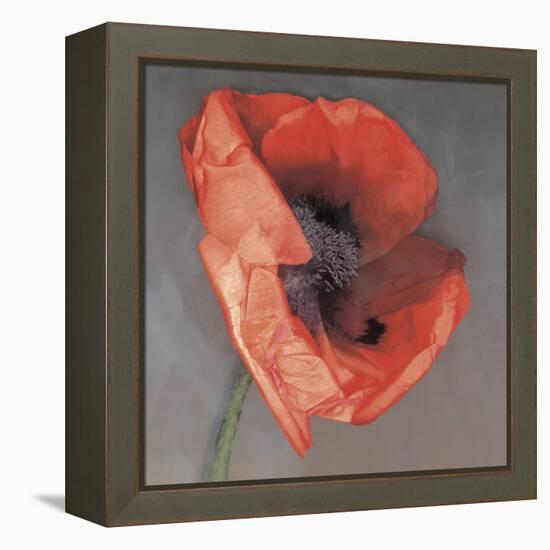 Rossa-Erin Clark-Framed Premier Image Canvas