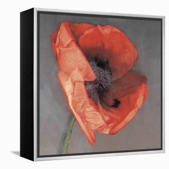 Rossa-Erin Clark-Framed Premier Image Canvas