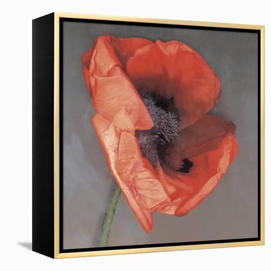 Rossa-Erin Clark-Framed Premier Image Canvas