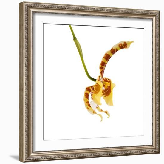 Rossioglossum Grande-Fabio Petroni-Framed Photographic Print