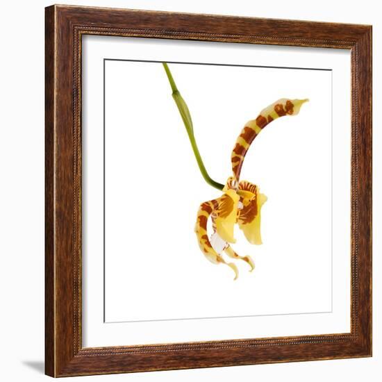 Rossioglossum Grande-Fabio Petroni-Framed Photographic Print