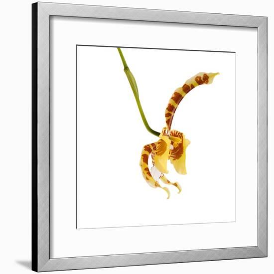 Rossioglossum Grande-Fabio Petroni-Framed Photographic Print