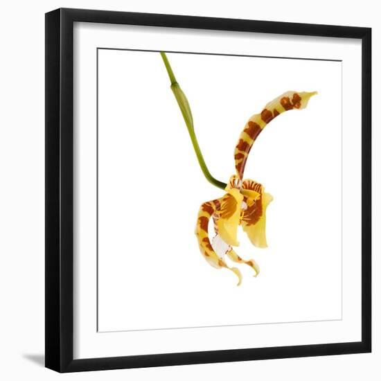 Rossioglossum Grande-Fabio Petroni-Framed Photographic Print