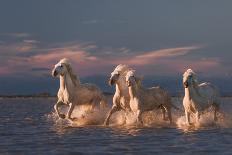 Angels of Camargue-Rostov.Foto@Gmail.Com-Photographic Print