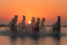 Angels Of Camargue-Rostovskiy Anton-Stretched Canvas