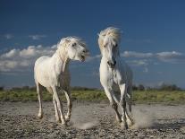 Angels Of Camargue-Rostovskiy Anton-Stretched Canvas