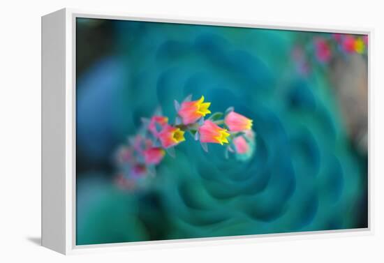 Rosularia-Lee Sie-Framed Premier Image Canvas