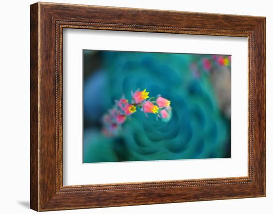 Rosularia-Lee Sie-Framed Photographic Print