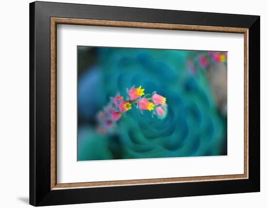 Rosularia-Lee Sie-Framed Photographic Print