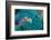 Rosularia-Lee Sie-Framed Photographic Print