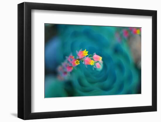 Rosularia-Lee Sie-Framed Photographic Print