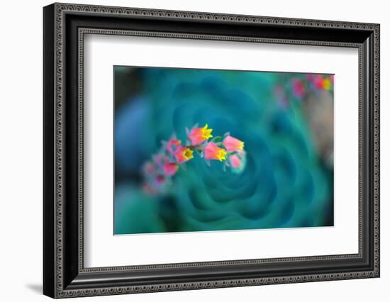 Rosularia-Lee Sie-Framed Photographic Print