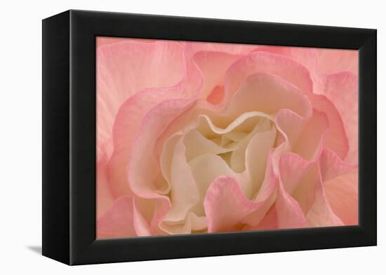 Rosy Begonia I-Rita Crane-Framed Premier Image Canvas