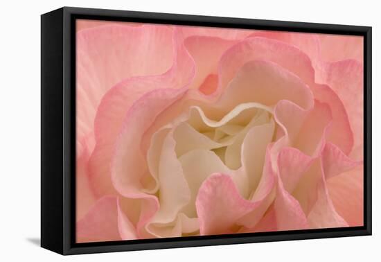 Rosy Begonia I-Rita Crane-Framed Premier Image Canvas