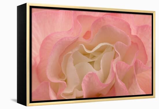 Rosy Begonia I-Rita Crane-Framed Premier Image Canvas