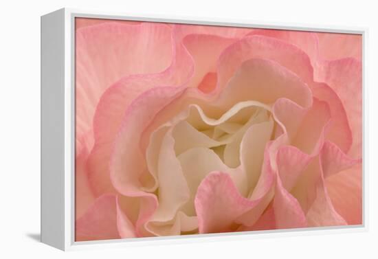 Rosy Begonia I-Rita Crane-Framed Premier Image Canvas