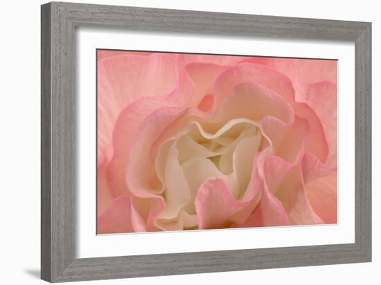 Rosy Begonia I-Rita Crane-Framed Photographic Print