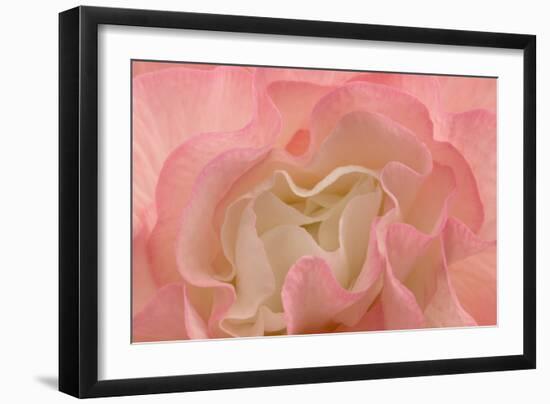 Rosy Begonia I-Rita Crane-Framed Photographic Print