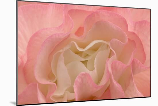 Rosy Begonia I-Rita Crane-Mounted Photographic Print