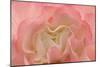 Rosy Begonia I-Rita Crane-Mounted Photographic Print