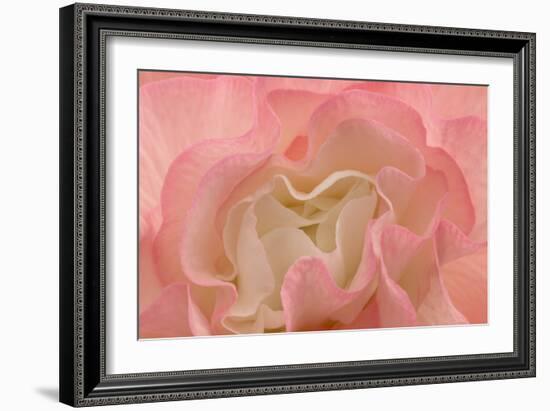 Rosy Begonia I-Rita Crane-Framed Photographic Print