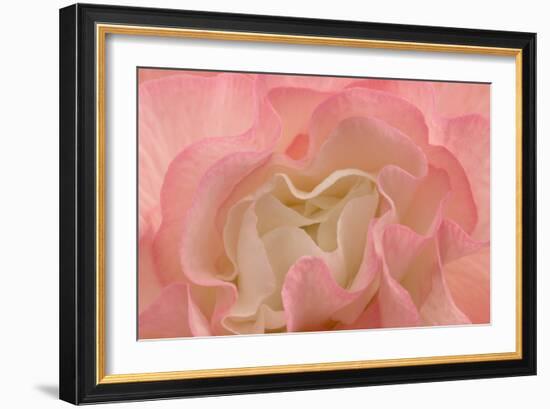 Rosy Begonia I-Rita Crane-Framed Photographic Print