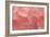 Rosy Begonia II-Rita Crane-Framed Photographic Print