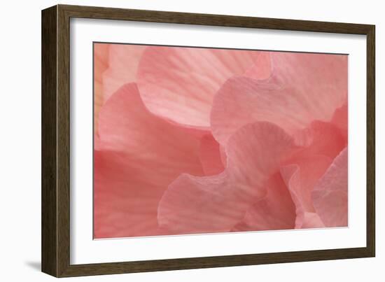 Rosy Begonia II-Rita Crane-Framed Photographic Print