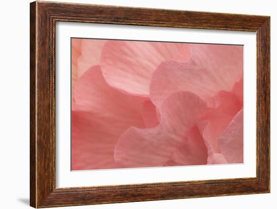 Rosy Begonia II-Rita Crane-Framed Photographic Print