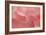 Rosy Begonia II-Rita Crane-Framed Photographic Print